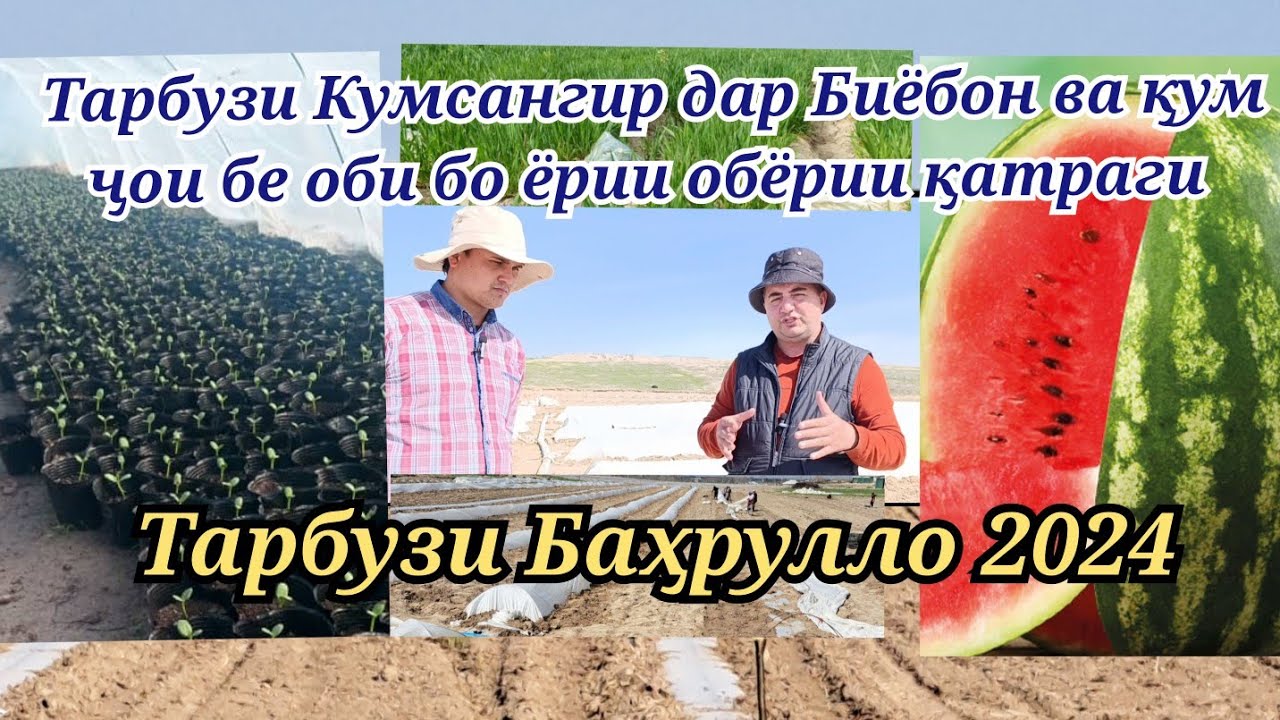 Тарбуз бо обёрии қатрагин дар ҷои бе оби Тарбузи Баҳрулло 6 посёлка