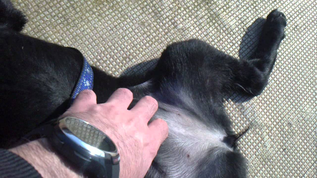 MI PEQUE&Ntilde;AJA MIRKA,SOCIA DE ZVONIMIR SECURITY,Y ANTICARBAYONA,OVIEDO NO OVIEDO NOOOO