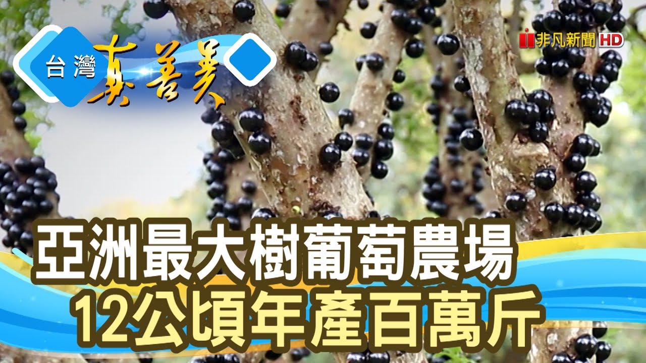 “樹葡萄大王”年產百萬斤│果寶歡酵│【台灣真善美】2020.03.29