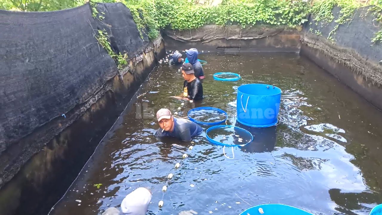 🔴Panen di kolam kecil‼️ pembuatan kolam 23 tahun yang lalu .