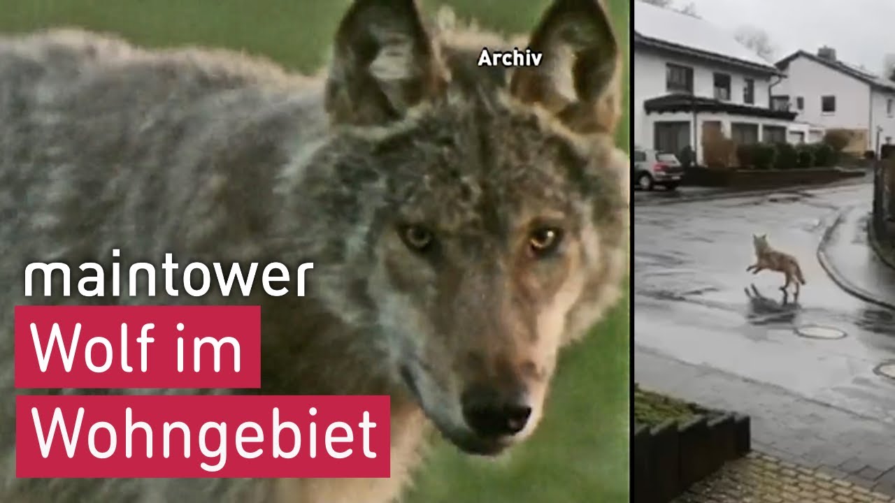 Wolf streift durch Wohngebiet | maintower