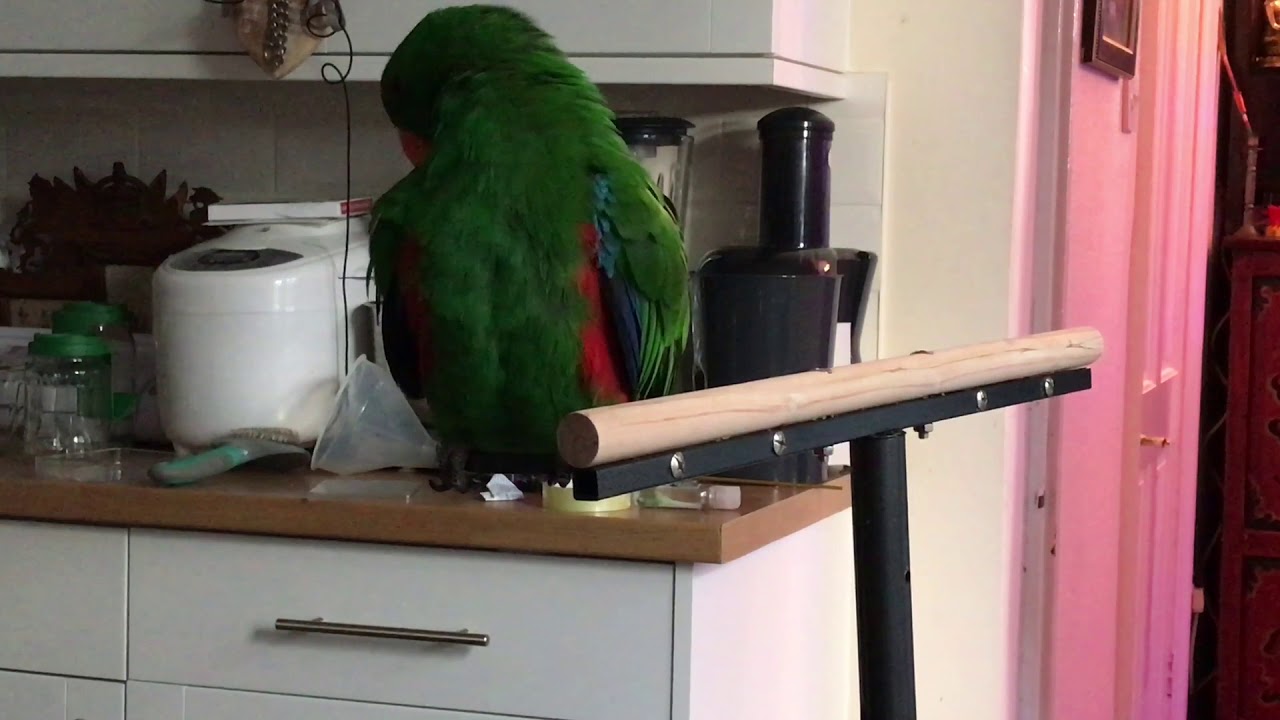 Talking Eclectus Parrot