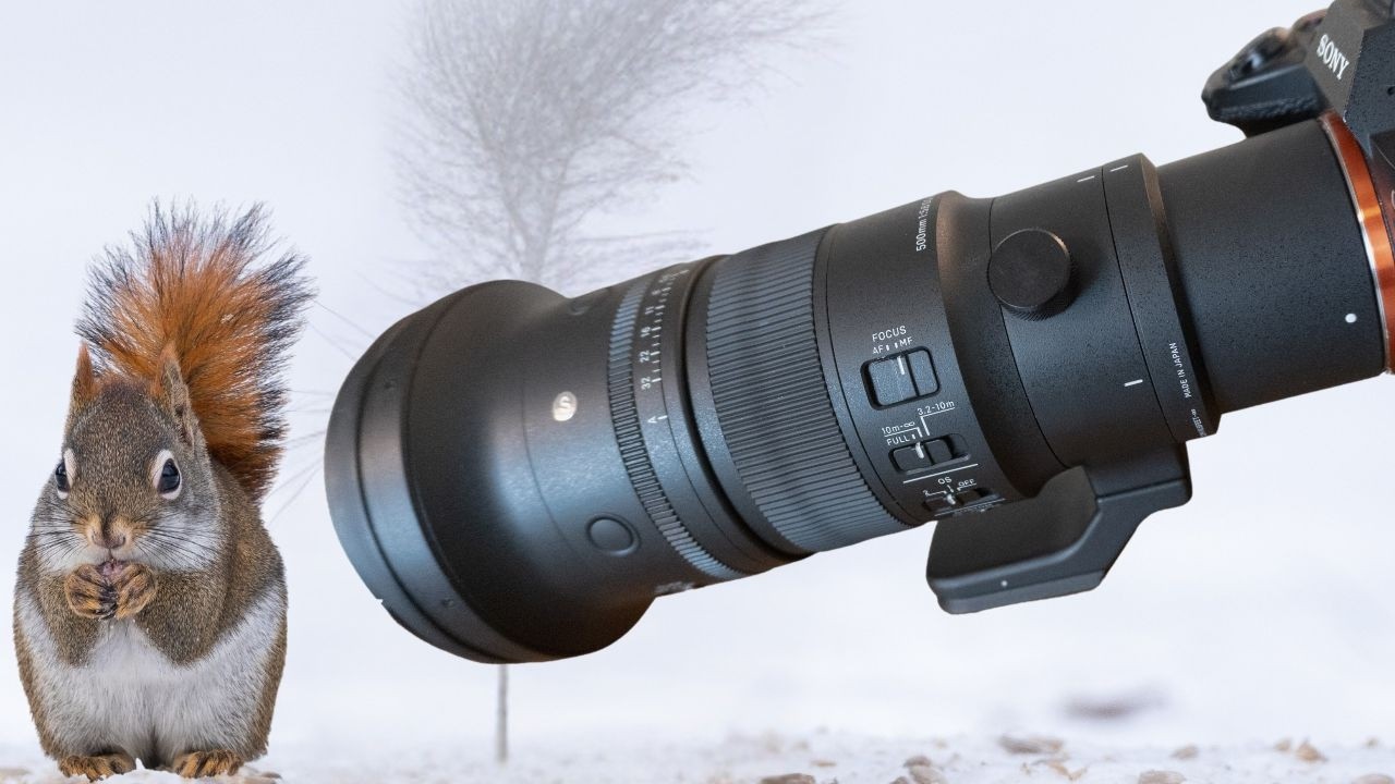 Мой новый любимый объектив для дикой природы? Sigma 500mm f5.6 R