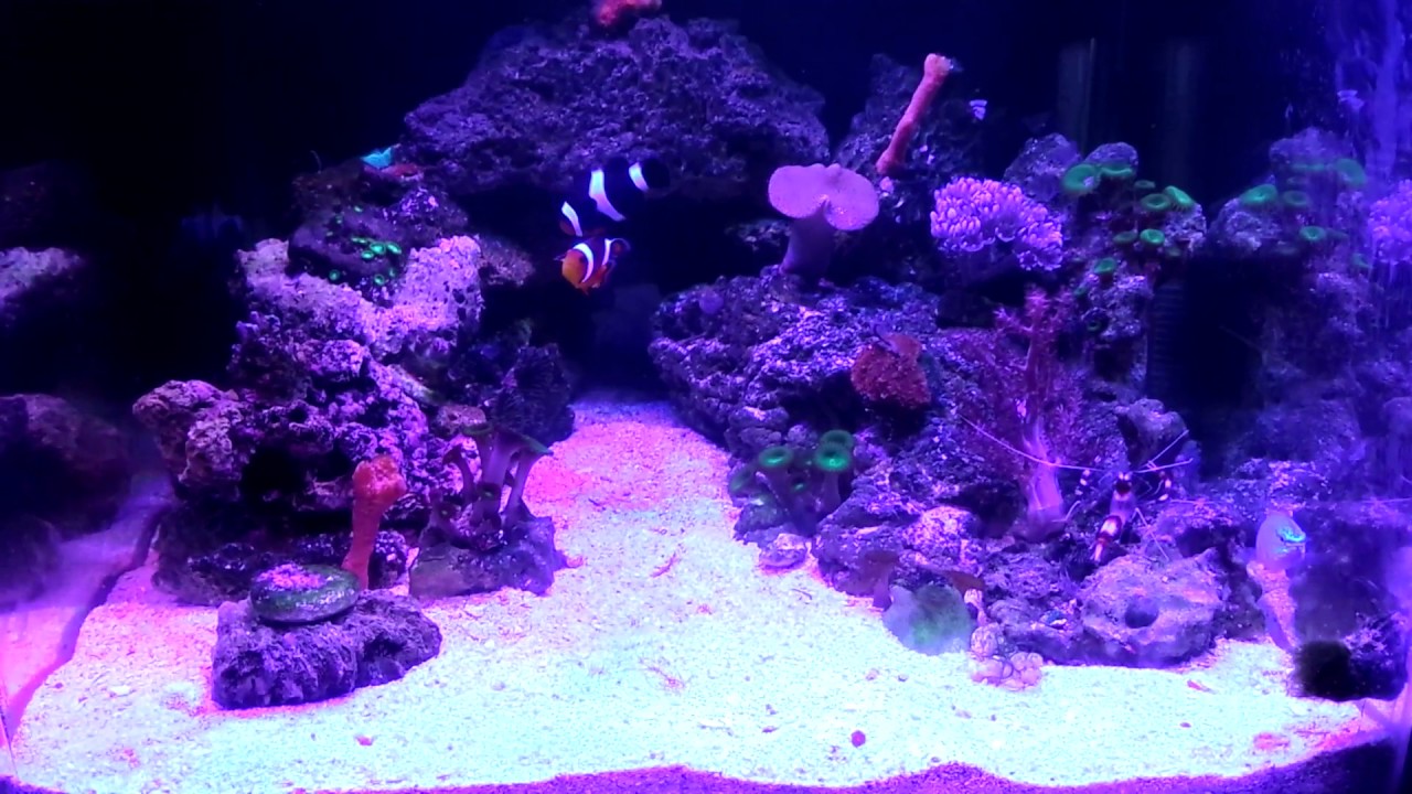 Nano reef 60lts 3 meses