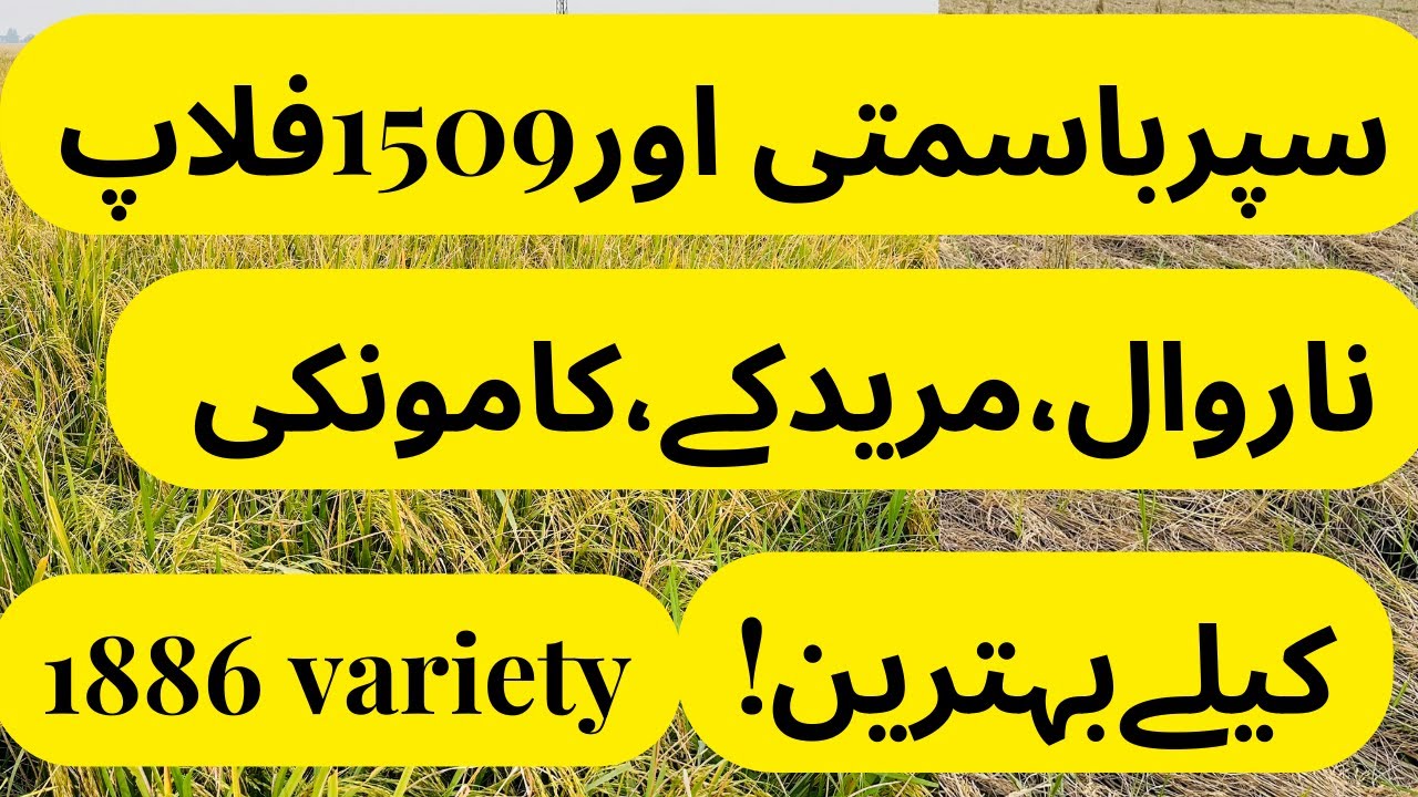 1886 best seeds for Narowal, Murideka, Wando | नारोवाल, मुरीदके, कामुंकी केलेबथरीन | weather resi...
