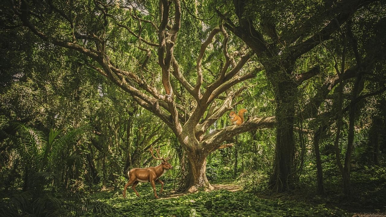 1-Minute Mental Reset 🌿 Watch Nature & Breathe