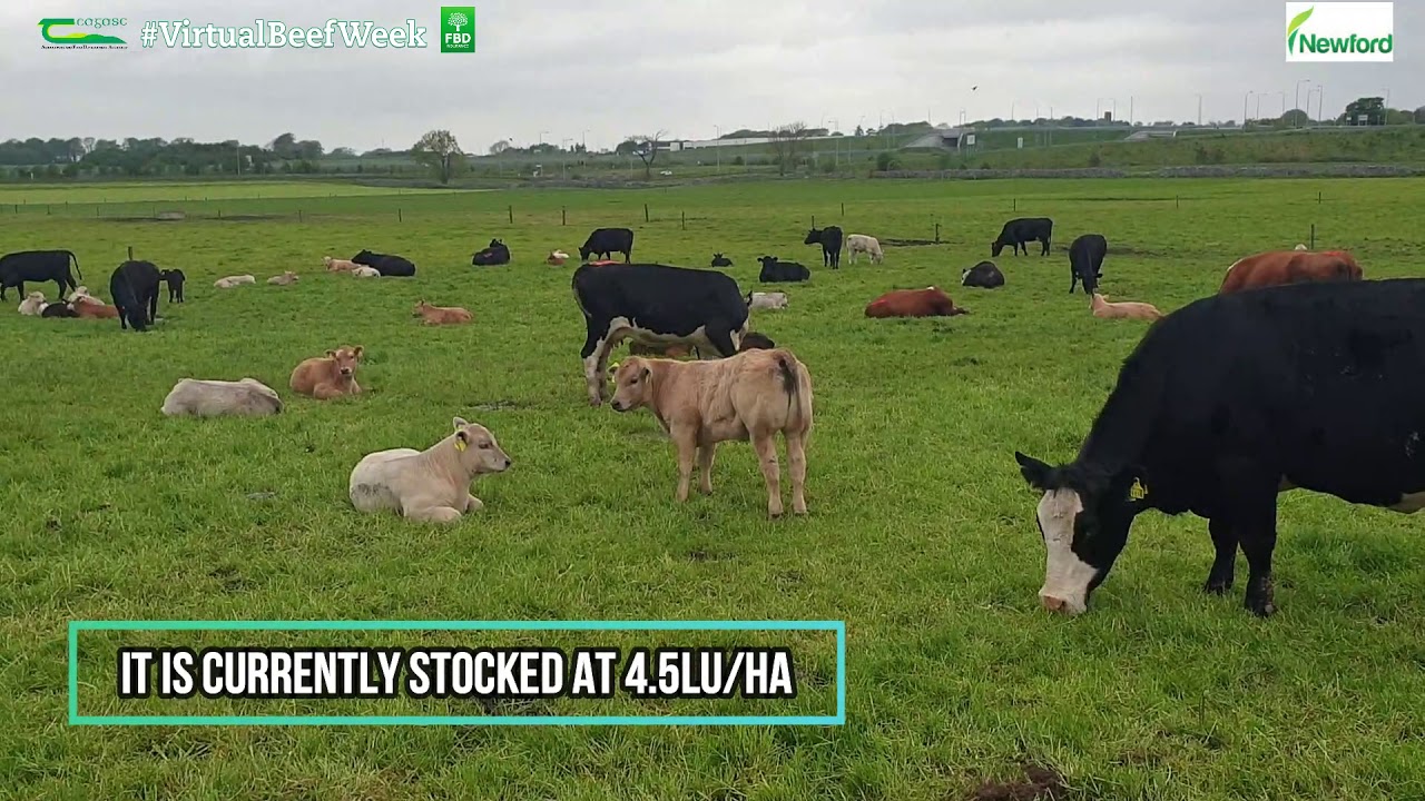 Newford Grassland - Virtual Beef Week