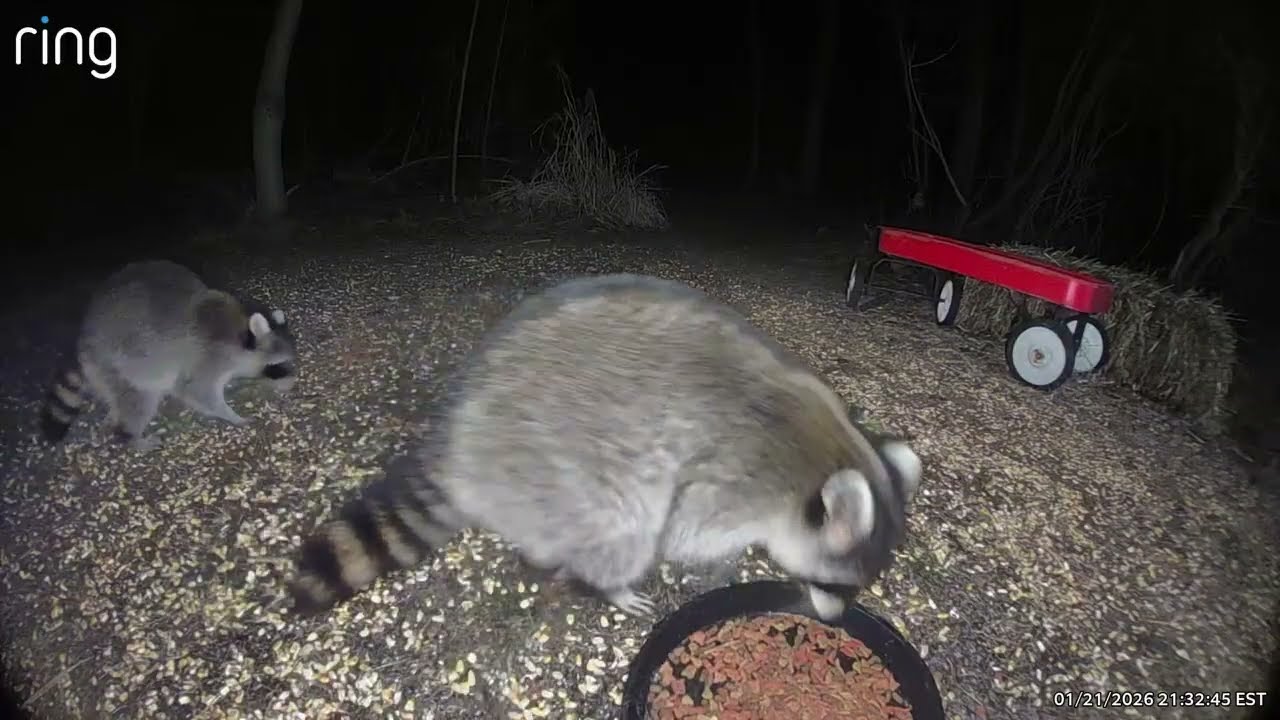 Mama Raccoon Chases One Away While the Kids Clean Out the Buffet