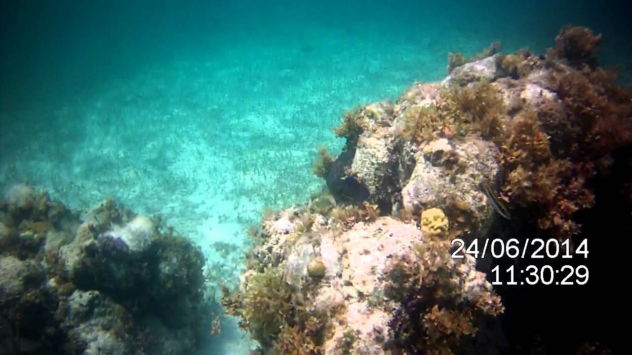 Smiths Reef Turtle
