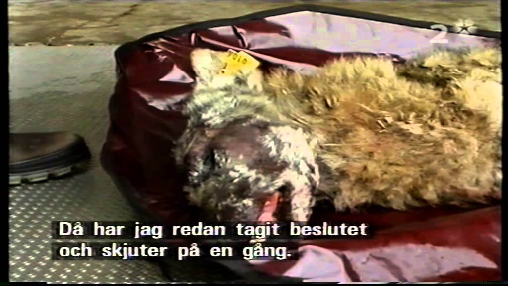 När vargen kom till Åtorp (2003) (textad)
