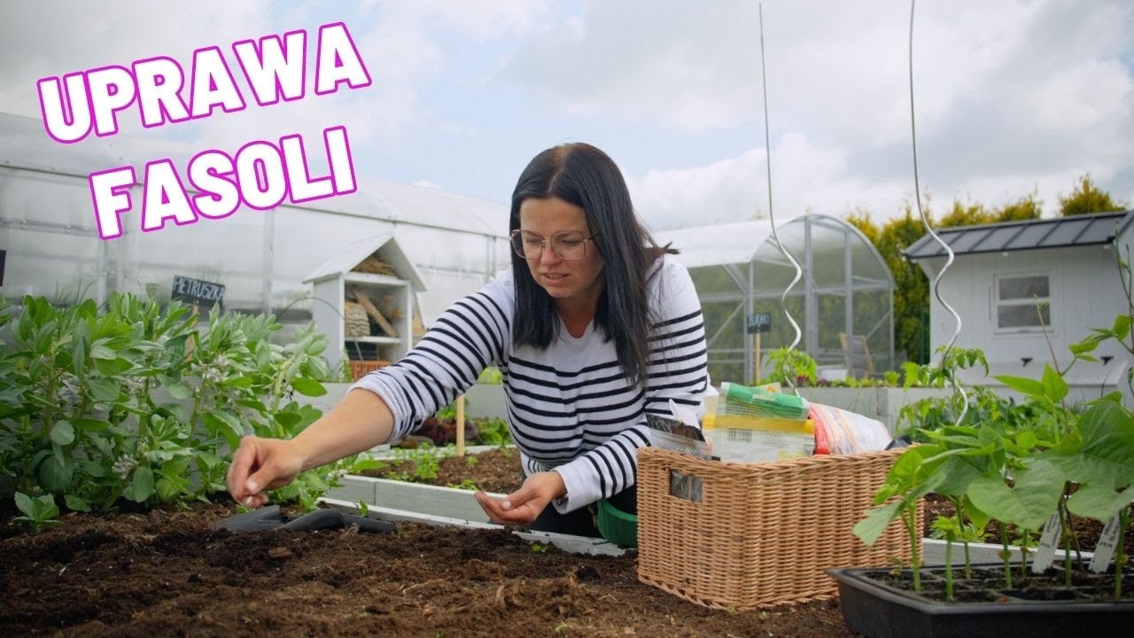 UPRAWA FASOLI SZPARAGOWEJ KROK PO KROKU. FASOLA KARŁOWA I TYCZNA | UPRAWA WARZYW Z KASIA IN