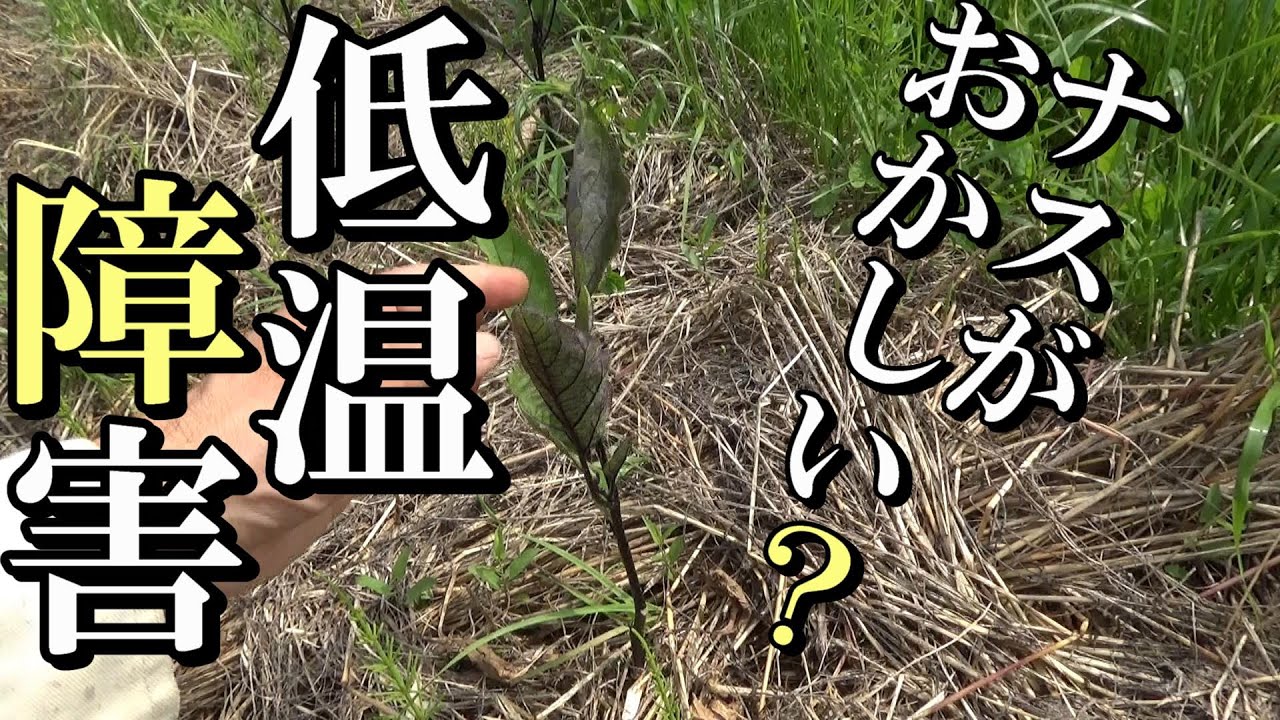 【自然農】ナスがおかしい！？低温障害　なぜこうなったのか？時間差で定植したものとの比較　2021年6月1日【natural farming】