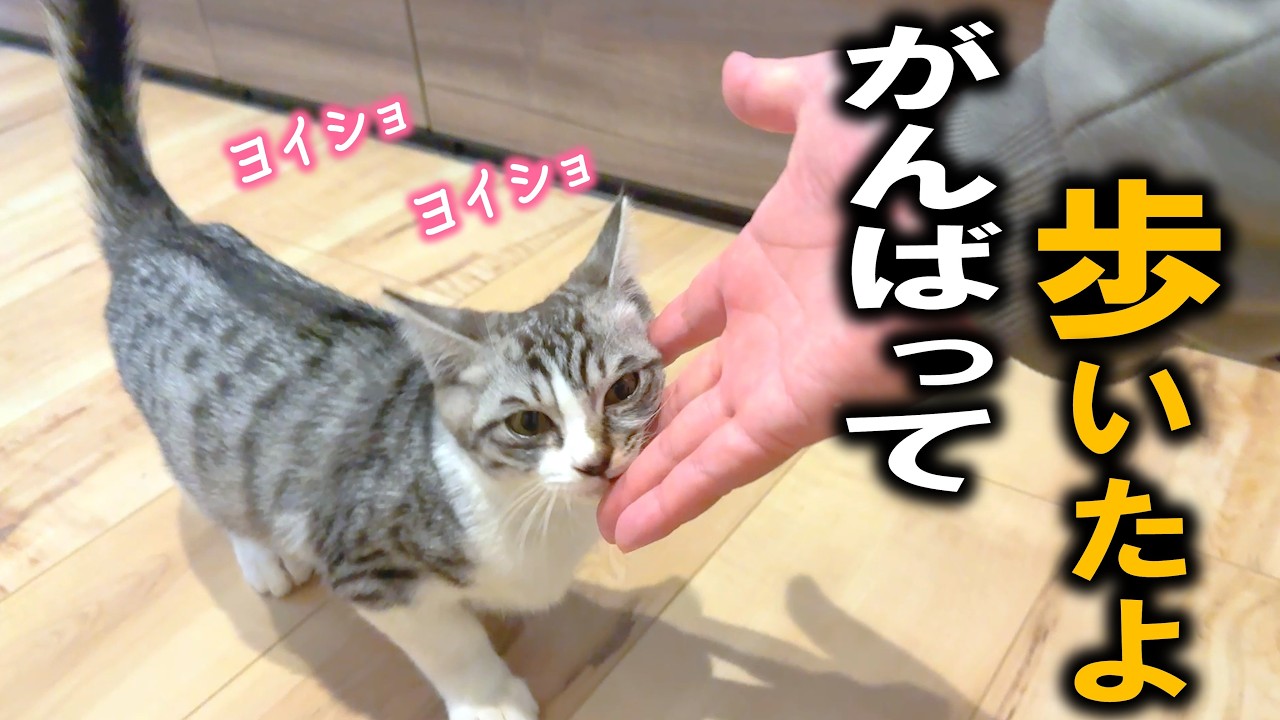 【感動】脚を骨折した保護子猫が、初めて自力で部屋を歩き回った日