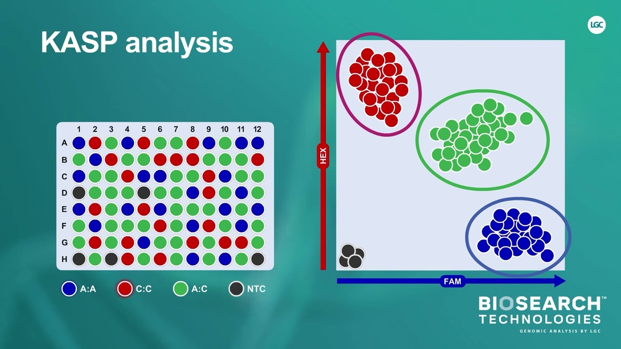 KASP analysis and benefits