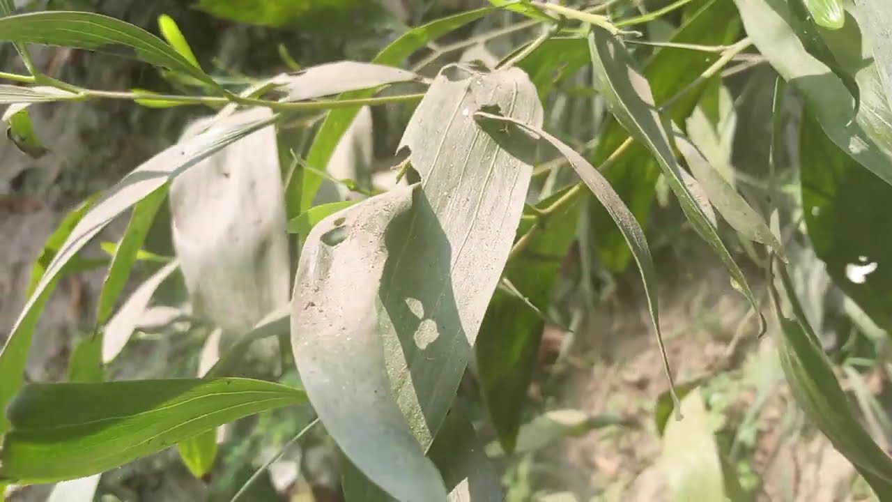 গাছের পাতা খুব সুন্দর দেখে নিন 