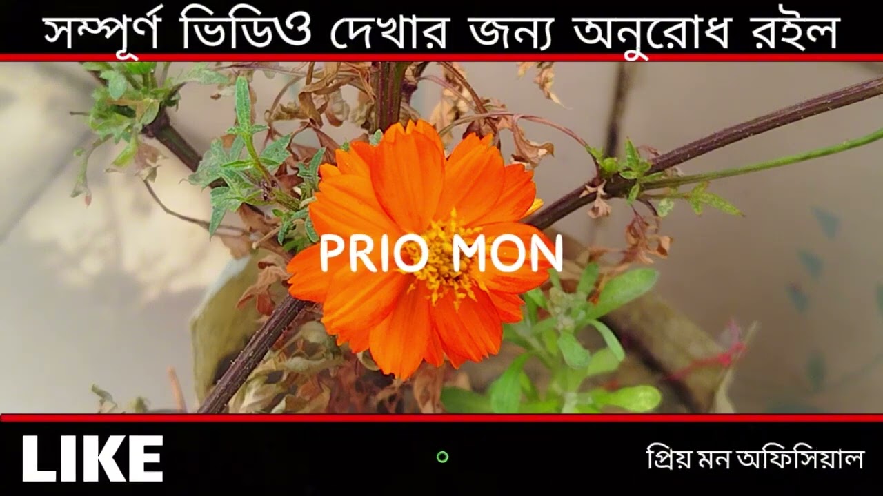 অচেনা মানুষের দেখা। সব পার্ট,,আশিক,,প্রিয়াঙ্কা.!🥰❤️