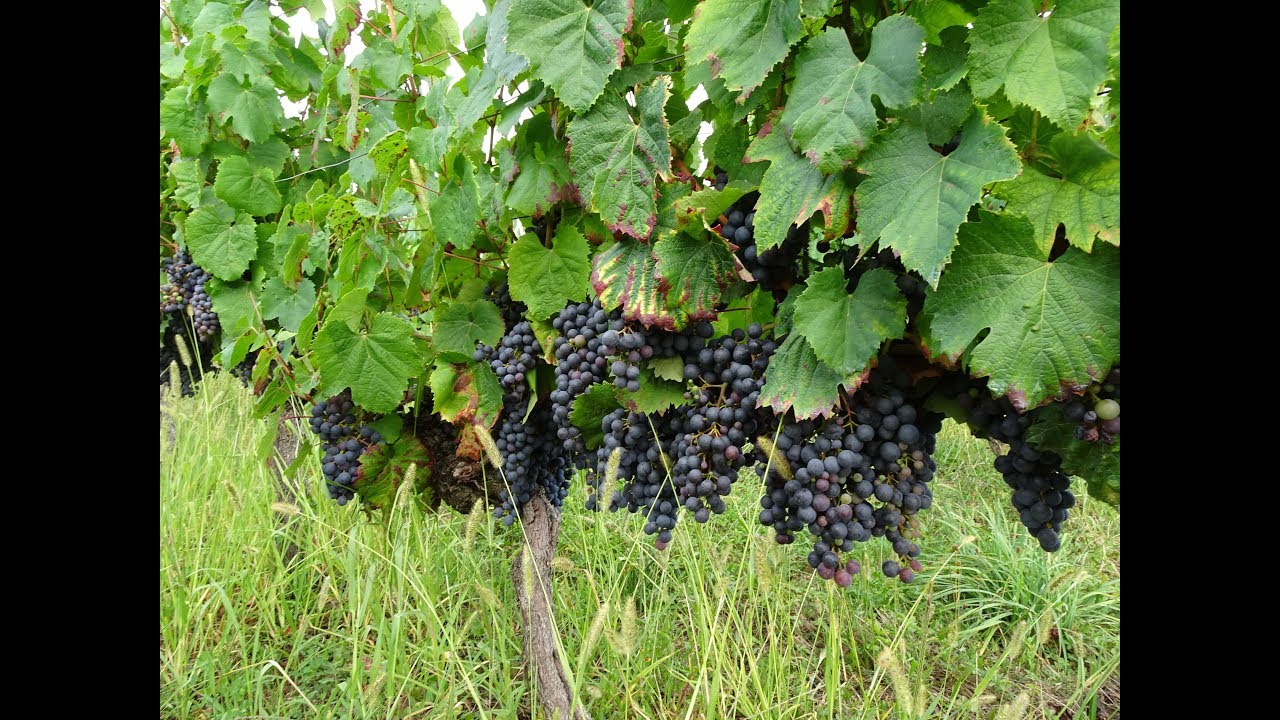 Domaine CHANTELLE à CAILLAC dans le LOT