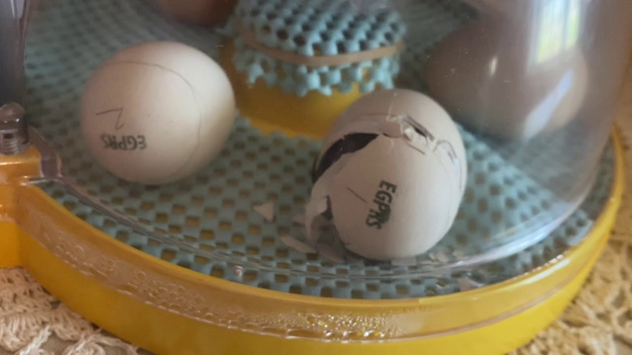 First Hatch: Day 19
