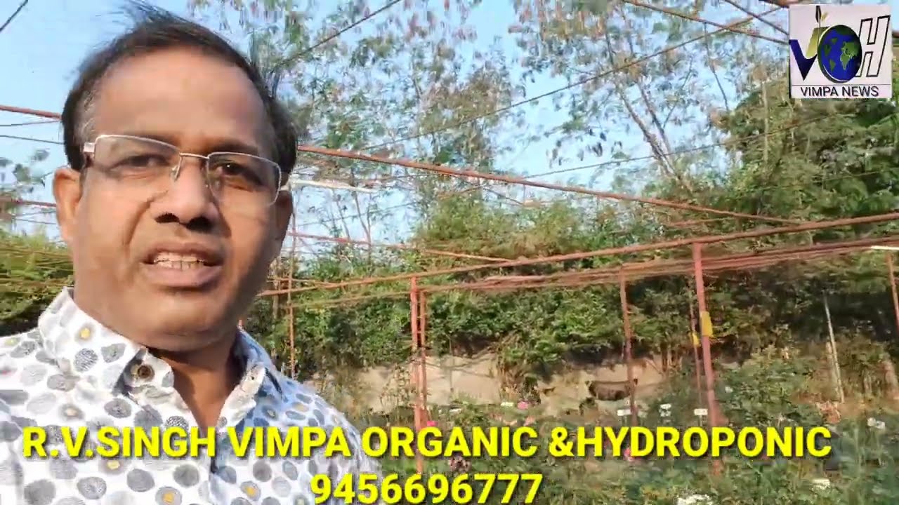 #hydroponics vimpa organic & hydroponic plan new setups