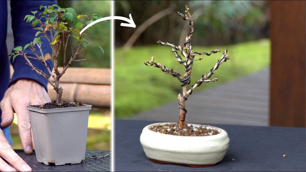 Styling a Fuji cherry Bonsai