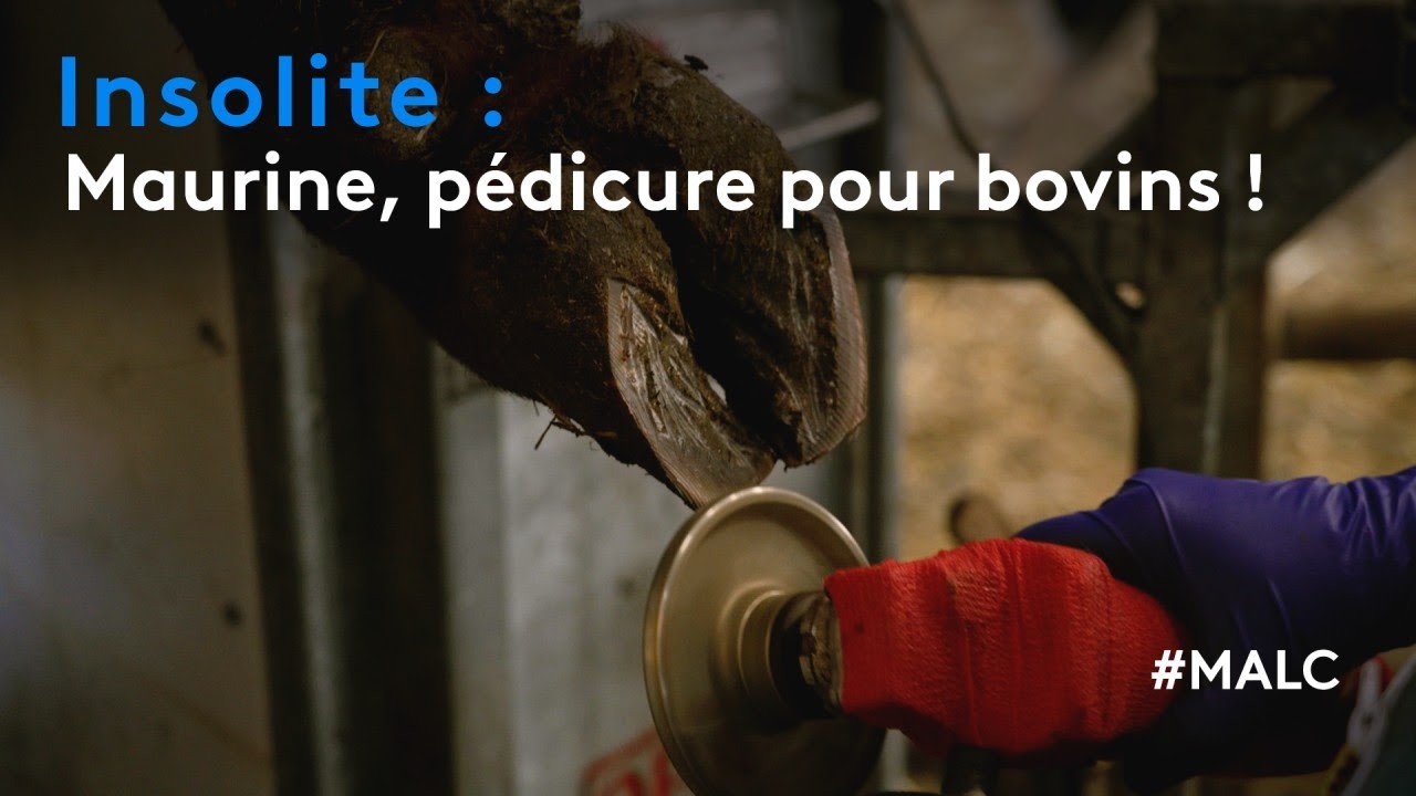 Insolite : Maurine, pédicure pour bovins !