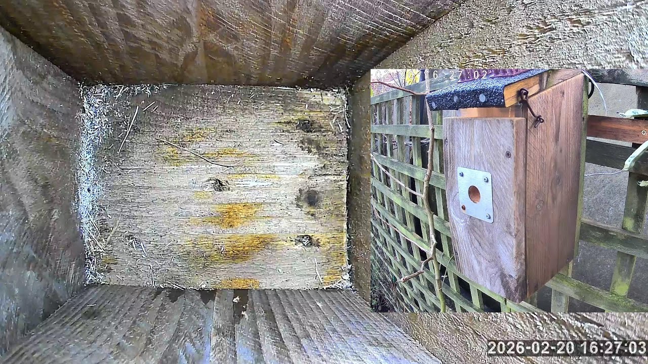 SoBo Nest Box Live Stream