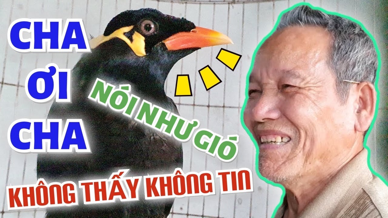Chú chim nhồng biết nói chuyện rõ như tiếng người...không thấy không tin | Mynah Bird