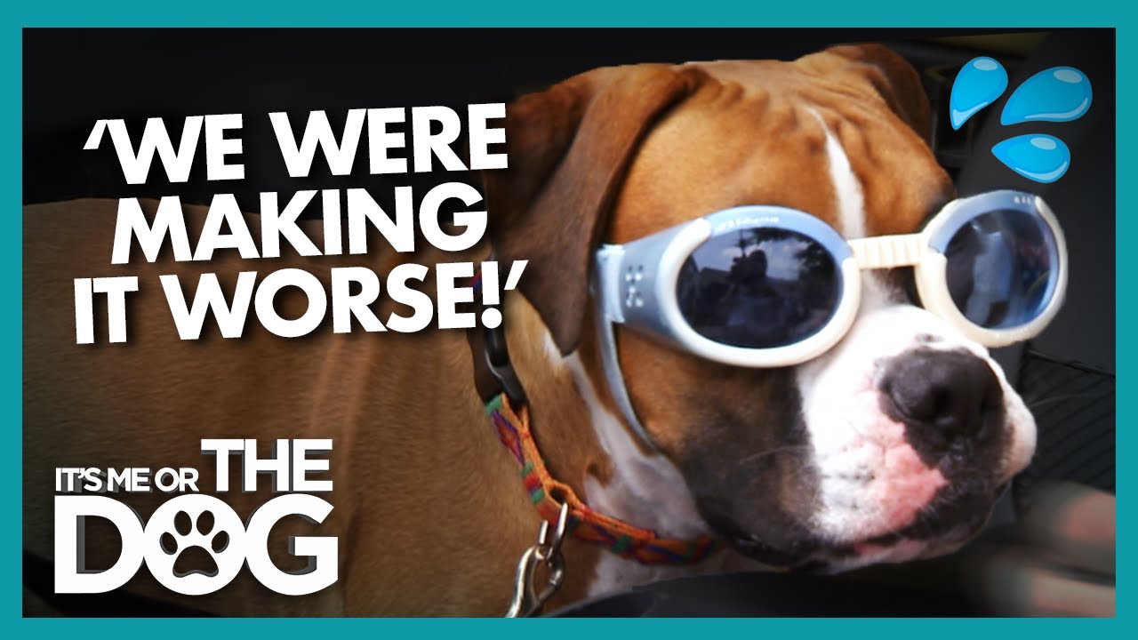 Is Doggy Daycare Making Dog's Anxiety Worse? | It's Me or the Dog