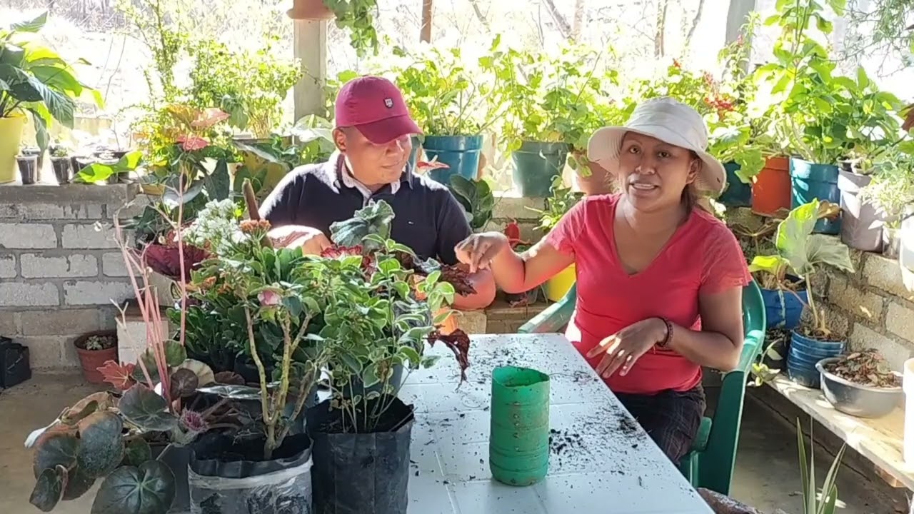 SE ME ACUMULO MUCHAS PLANTAS 😬😳 hoy si tuve una gran ayuda para transplantar.