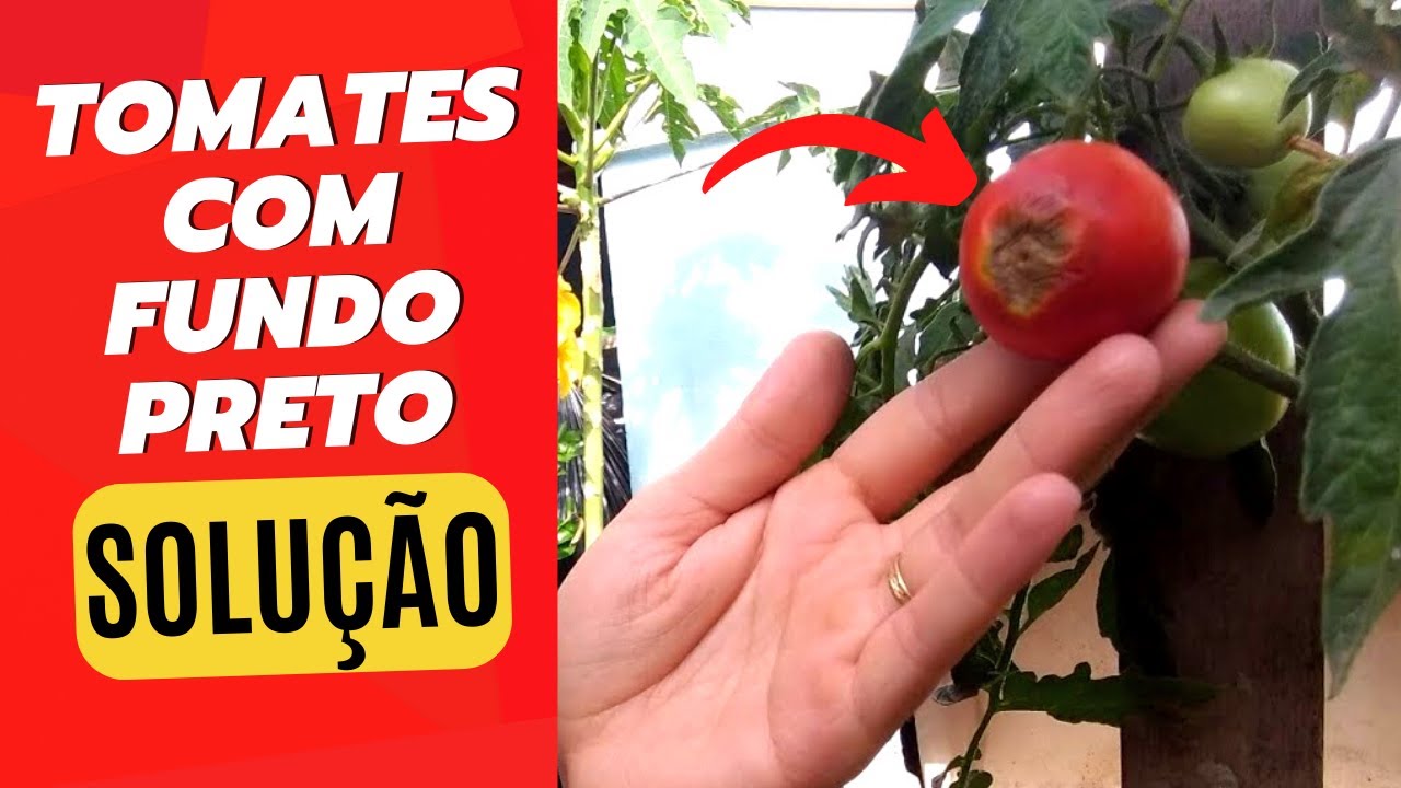 Manchas pretas e fundo podre no Tomate| Saiba porquê e como eliminar - Podridão apical do tomate