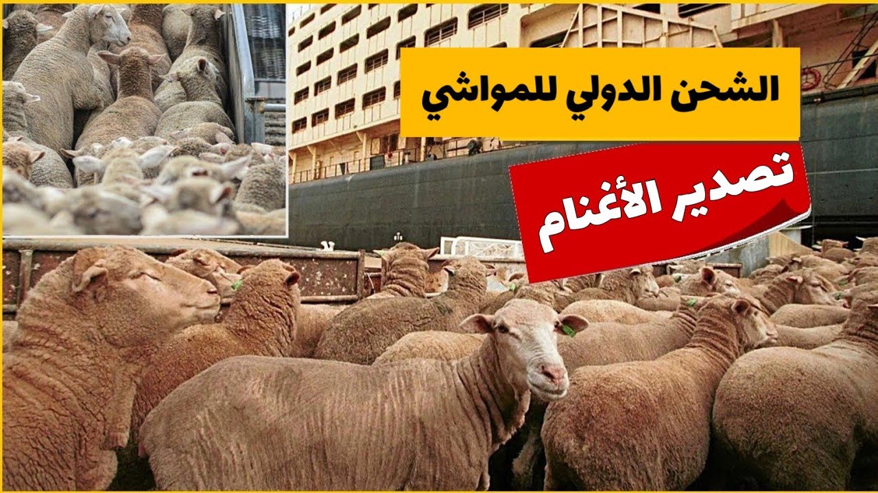 كيفية تصدير وشحن الملايين من الأغنام | تكنولوجيا حديثة لنقل المواشي من شاحنات وسفن كبيرة