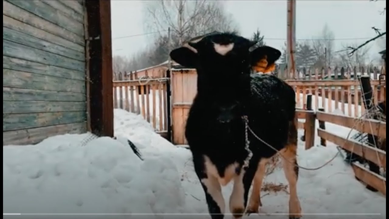 OLGA RAMENE UNE VACHE A NOTRE ISBA