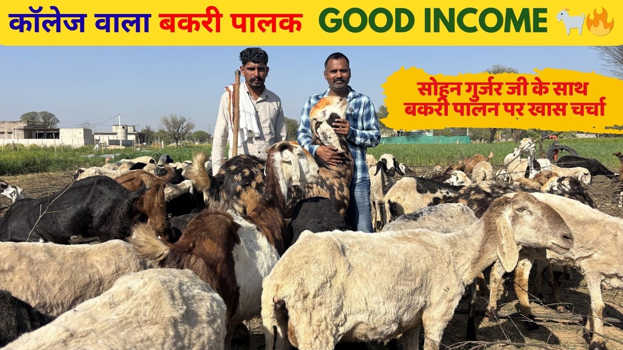 कॉलेज वाला बकरी पालक 🐐🔥 | 100 बकरी से लाखों की कमाई!