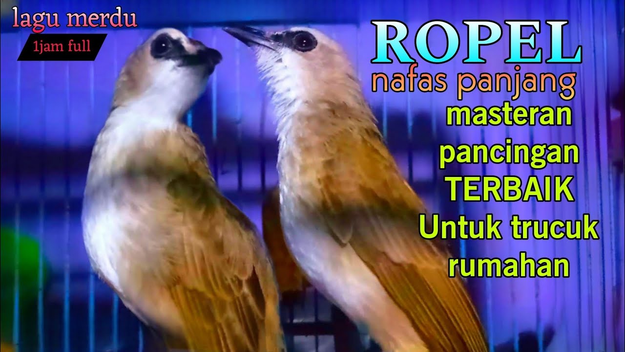 trucukan gacor ropel nafas panjang lagu merdu MASTERAN TERBAIK BURUNG TRUCUK RUMAHAN