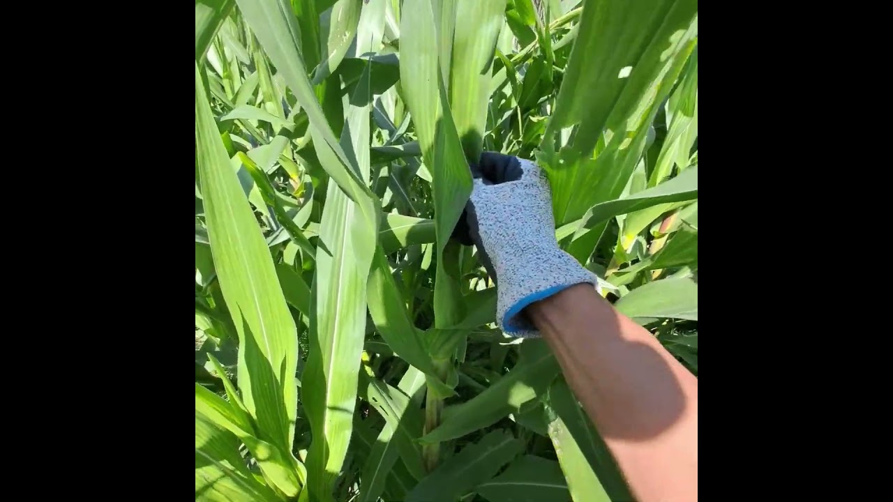 Detasseling jagung / pencabutan bakal bunga jagung betina #jagung #pertanian