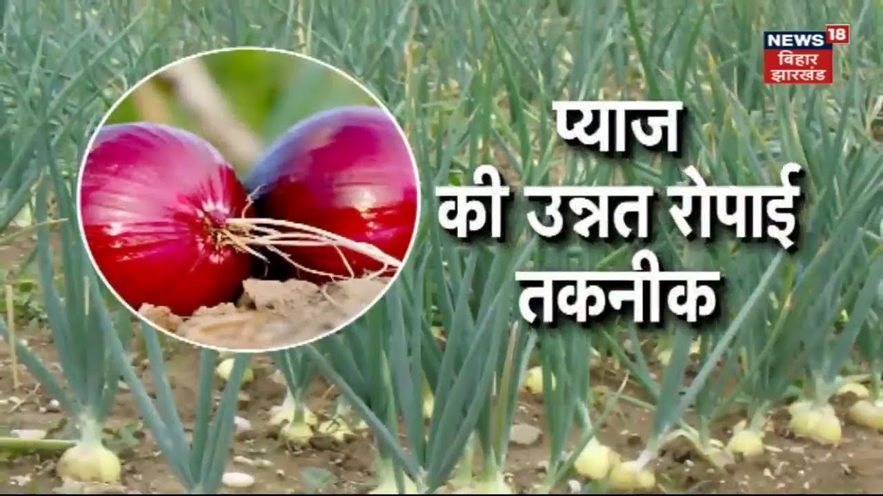 Onion Farming : प्याज की उन्नत रोपाई तकनीक पर जानकारी | Annadata | Farming in India | Agriculture