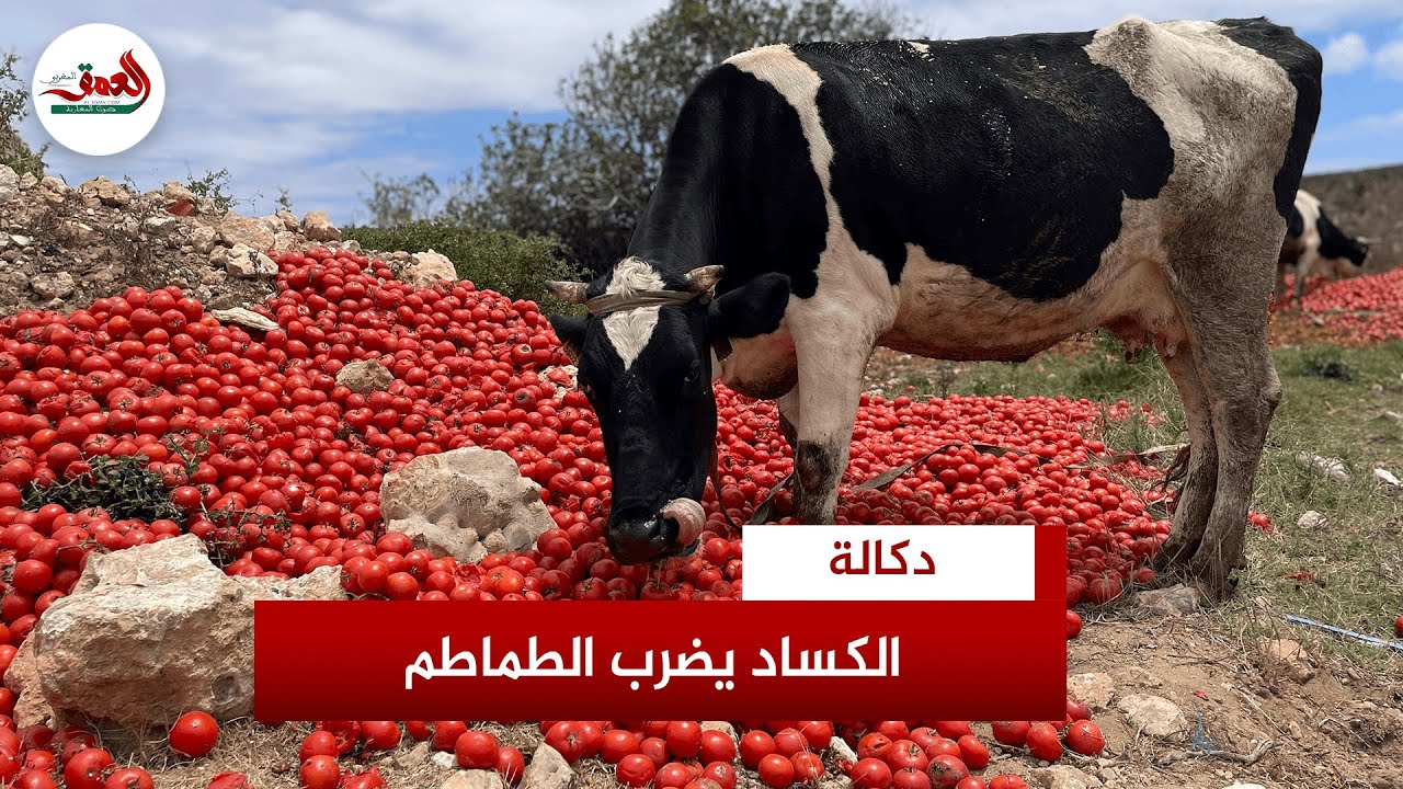 رغم غلائها في بعض الأسواق.. الكساد يضرب "ماطيشة" بدكالة ويكبد الفلاحين خسائر كبيرة