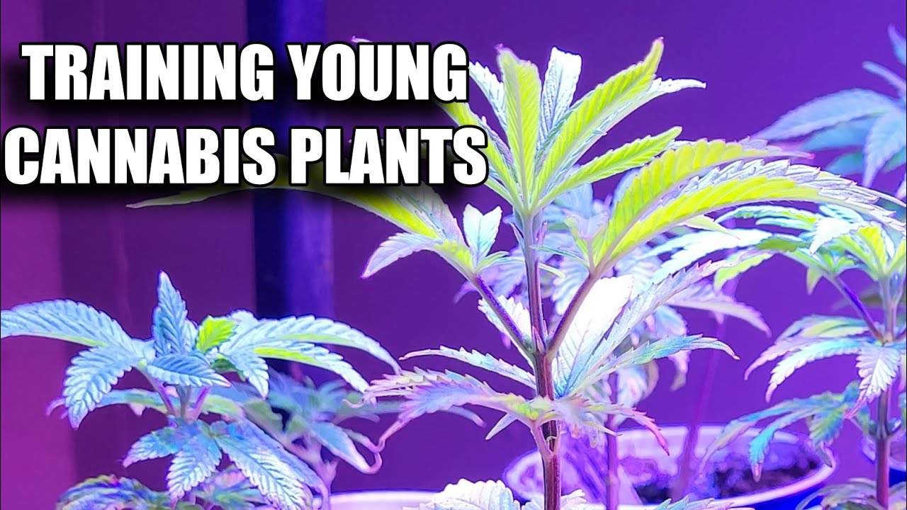 What To Know About Plant Training