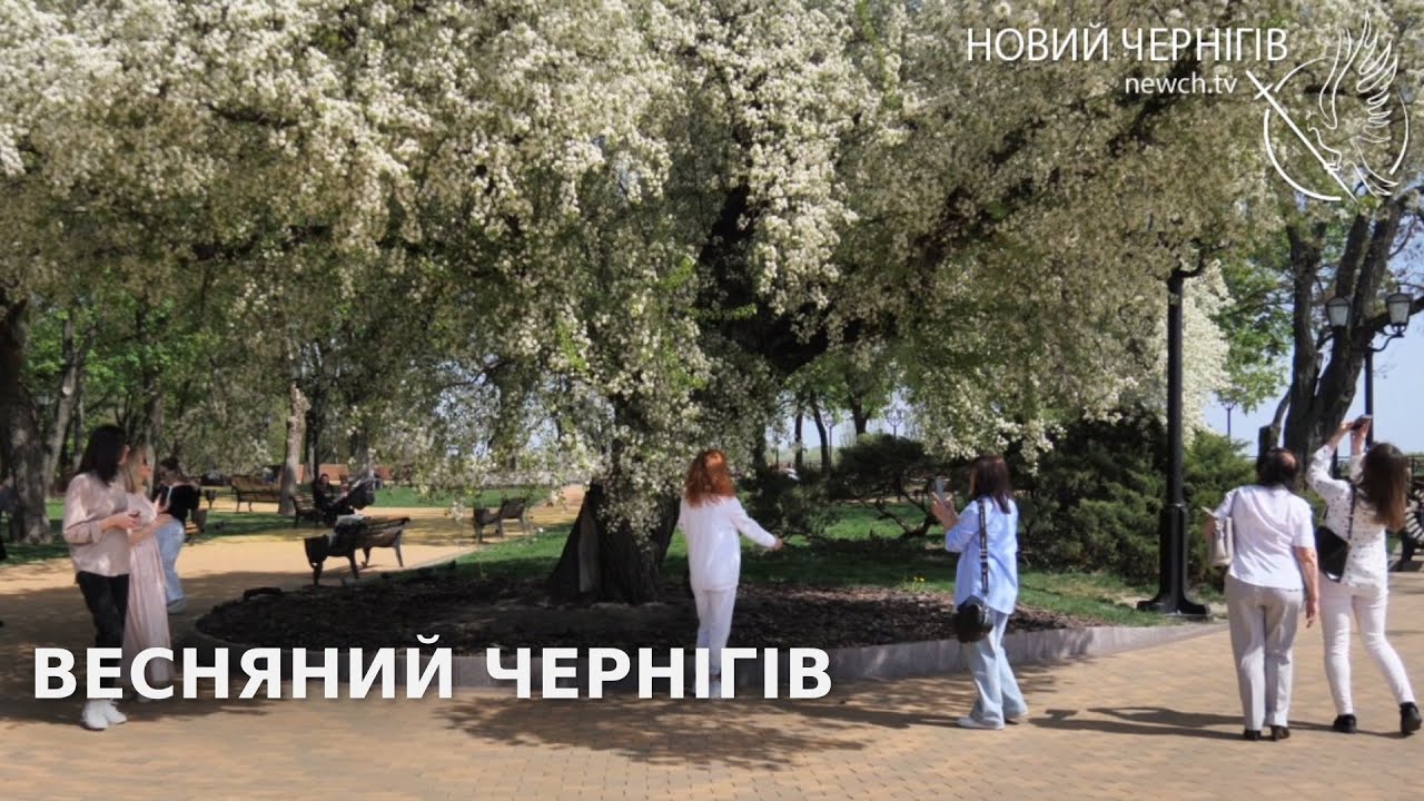 Весна в Чернігові: квітучий Вал і аромат антипки