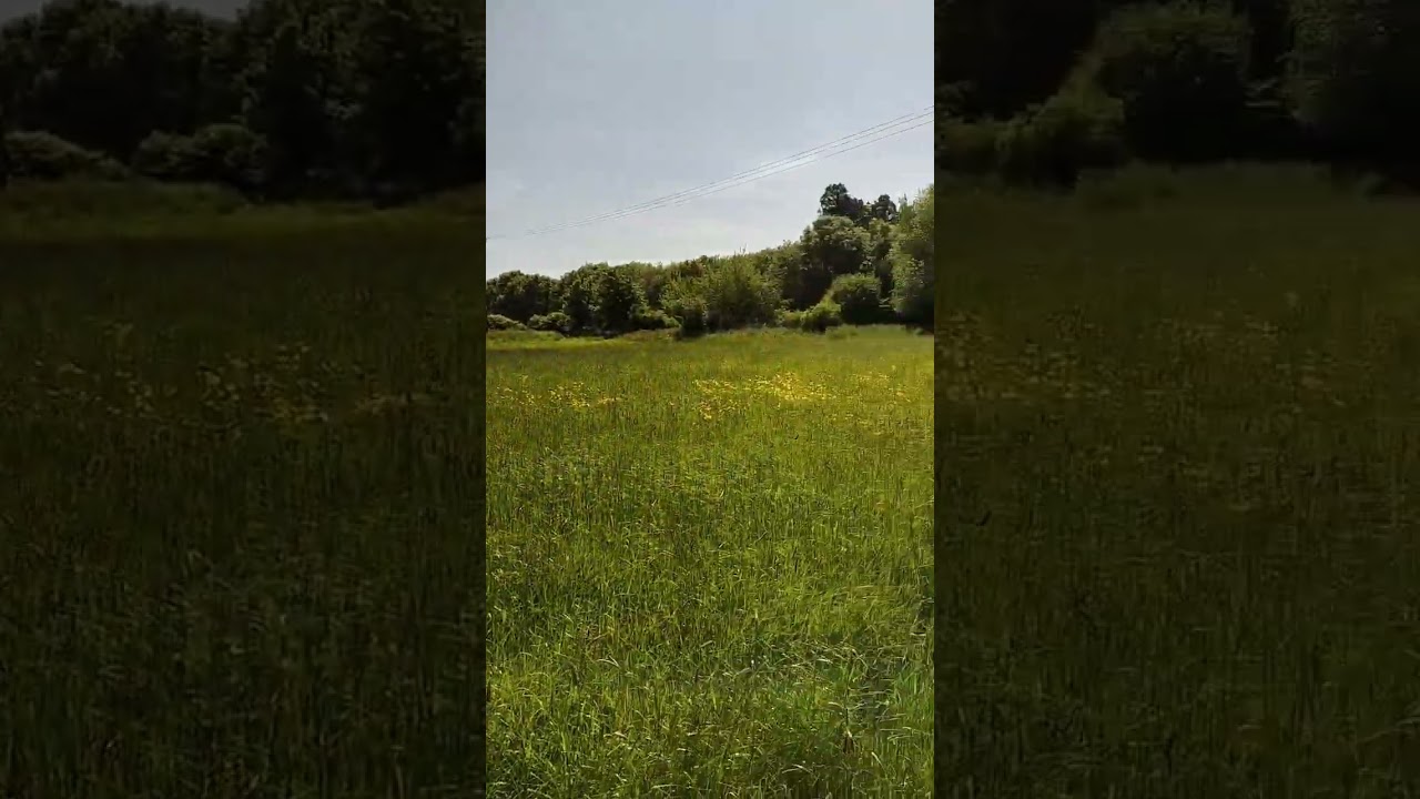 Another Lovely view of the #riverside #meadows near Sturminster Newton#trees #field #walk #nature