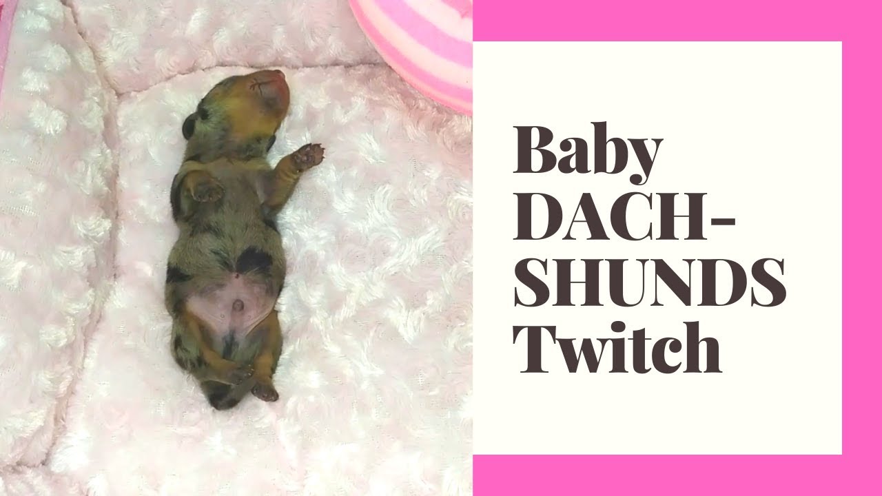 DACHSHUND PUPPIES TWITCH WHILE SLEEPING