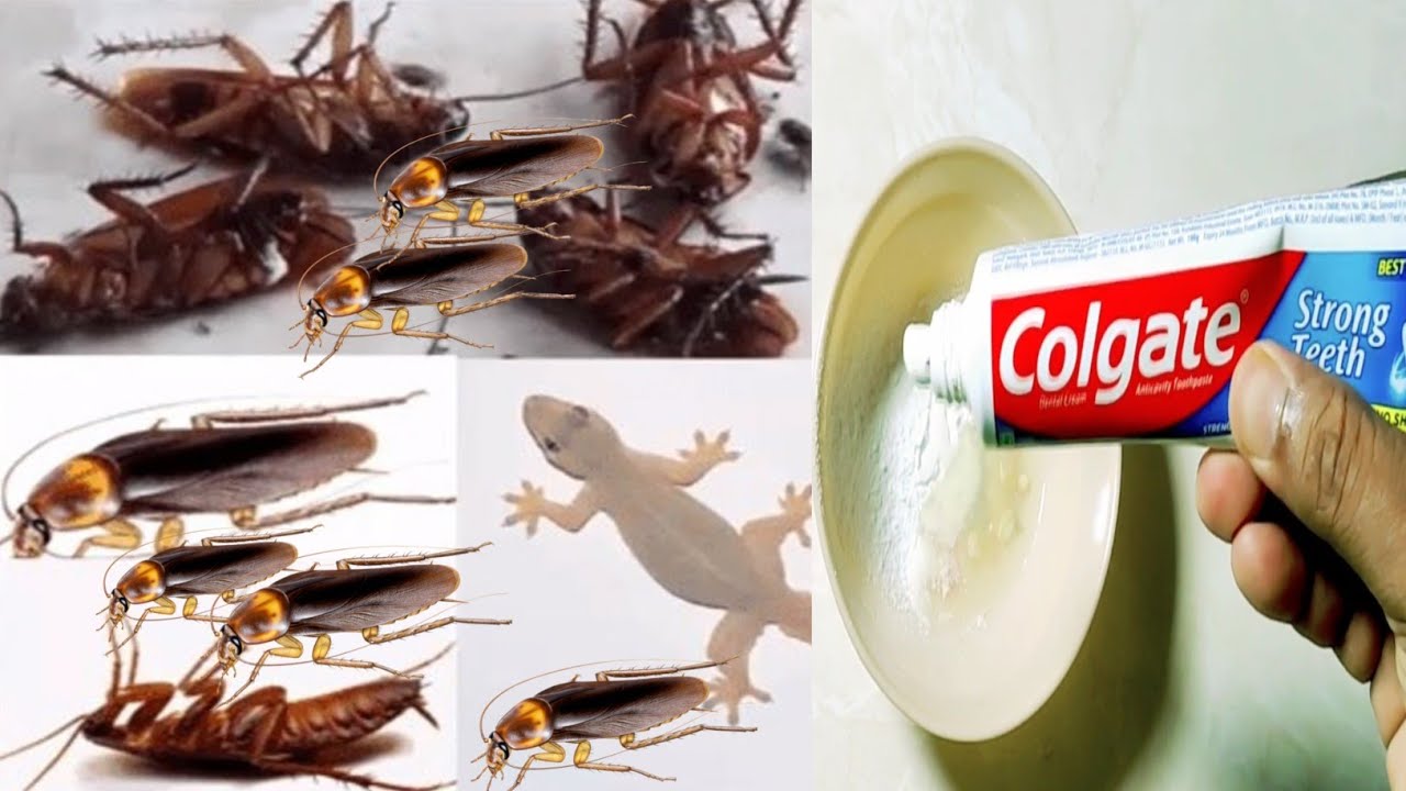 🔴  No More Cockroaches! how to kill cockroaches 🔴