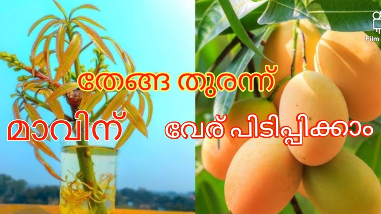 തേങ്ങ തുരന്ന്‌ മാവിന് വേര് പിടിപ്പിക്കാം | Mango   Rooting Tips | Grafting | Budding | Air Layering 