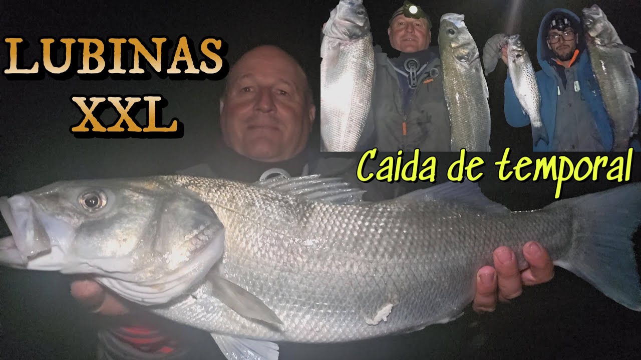 PESCA SURFCASTING ROBALOS XXL CON CAIDA DE TEMPORAL