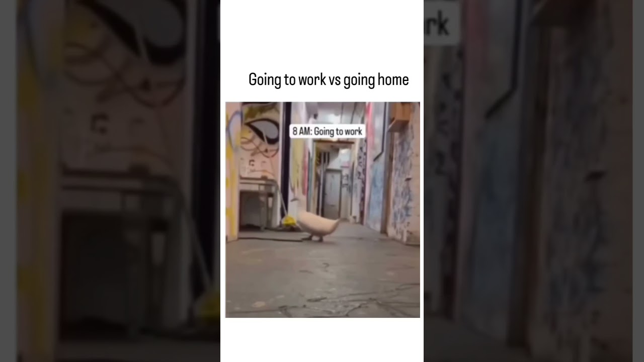 exactly how it goes 🤣👌 #trending #fypシ゚viral #shorts