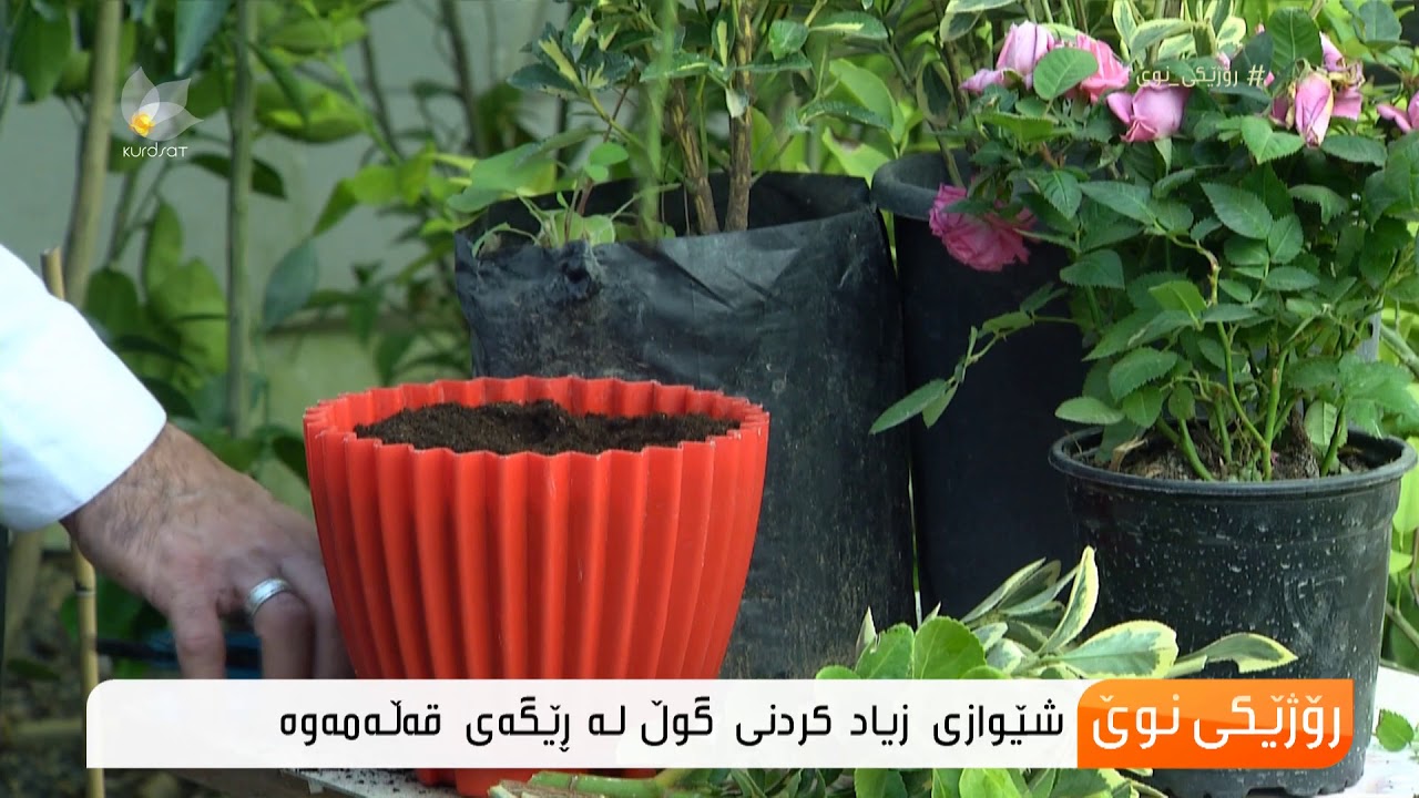 شێوازی زیاد كردنی گوڵ لە ڕێگەی قەڵەمەوە