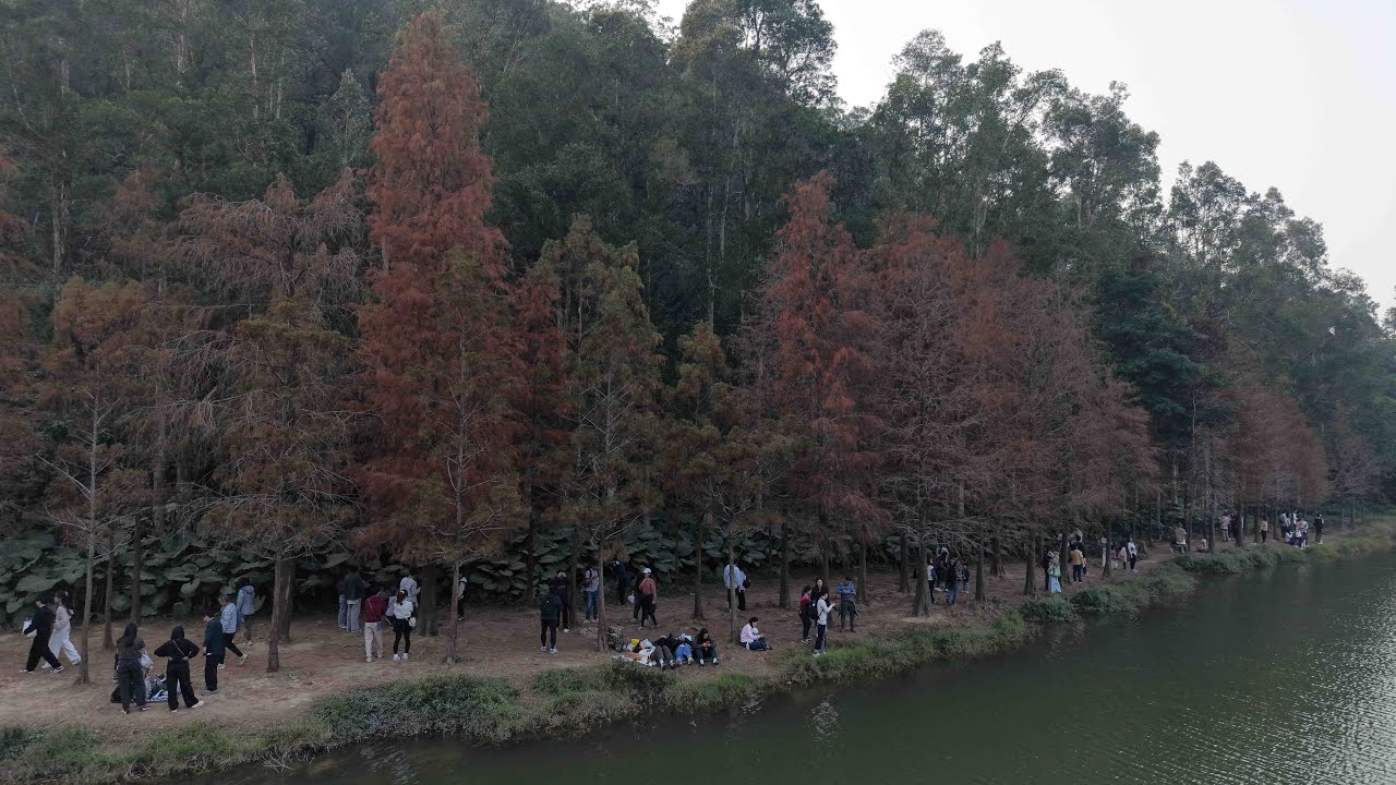 航拍 流水響水塘#落羽松 #紅葉 #mini5pro