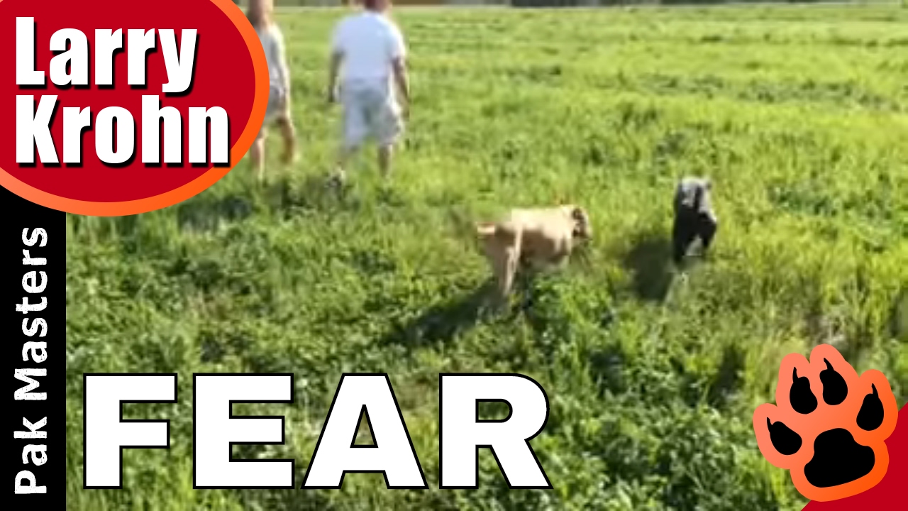 Socializing Fear Aggressive Dogs with Pakmasters Dog Training