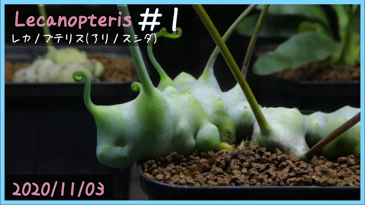 アリ植物栽培日記 Lecanopteris ＃1《アリ植物》