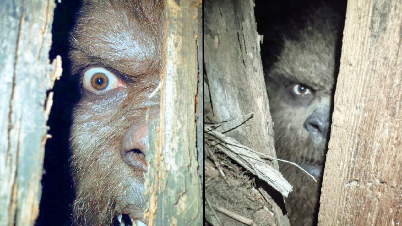 Man Records Bigfoot Trying to Break Into His Cabin, Then The Worst Happened - Sasquatch Story